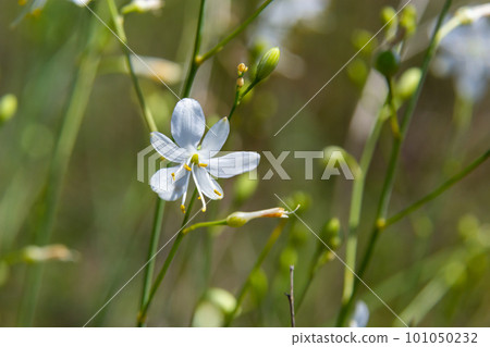 Fragile white and yellow flowers of Anthericum ramosum, star-shaped, growing in a meadow in the wild, blurred green background, warm colors, bright and sunny summer day 101050232