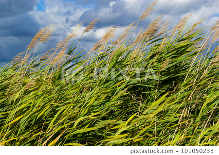 Phragmites australis leaves and flowers close to the lake in autumn are moved by the wind 101050233