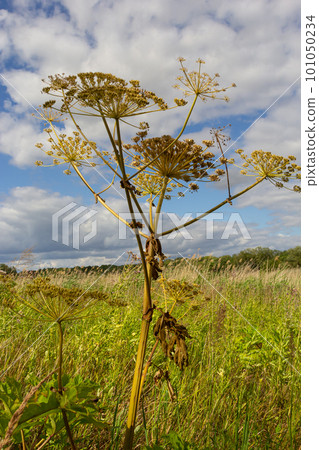 Heracleum Sosnowskyi on blue sky background. All parts of Heracleum Sosnowskyi contain the intense toxic allergen furanocoumarin 101050234