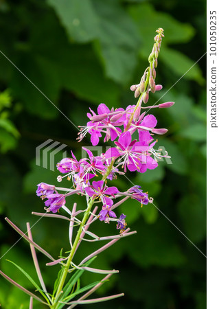Closeup of pink flower of rosebay willowherb Chamaenerion angustifolium on light green background 101050235