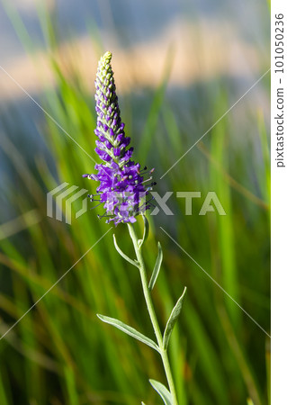 Spiked speedwell Blue Dwarf - Latin name - Veronica spicata Ulster Blue Dwarf 101050236