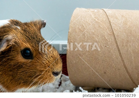 A curious Guinea pig playing with a cardboard tube used for enrichment and stimulating entertainment. A curious Guinea pig playing with a cardboard tube used for enrichment and stimulating entertainment. 101050239