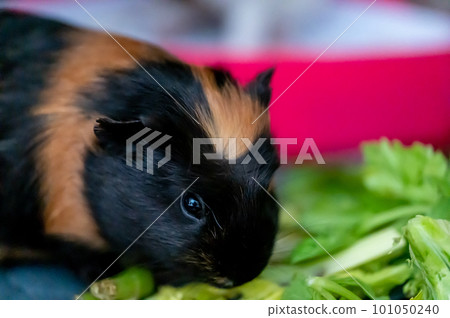 Guinea pig eating fresh vegetables and leafy greens Guinea pig eating fresh vegetables and leafy greens 101050240