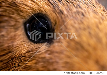 selective focus on an American guinea pig eye looking at the camera. selective focus on an American guinea pig eye looking at the camera. 101050250