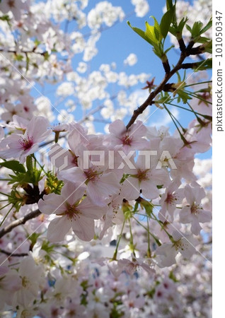 櫻花抬頭 101050347