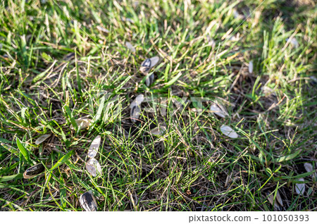 Empty sunflower seed shells tossed in on the ground and grass 101050393