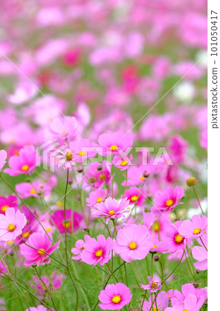 Cosmos swaying in the wind Cosmos swaying in the wind 101050417