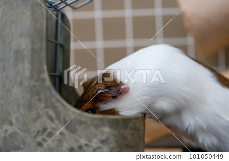 Guinea pig eating condensed fiber pellets from a food tray. 101050449