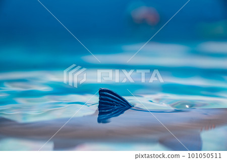 Great white shark plastic toy on the surface of a swimming pool 101050511