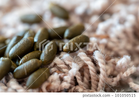 Rodent guinea pig granular poop pellets on residential carpet. 101050515