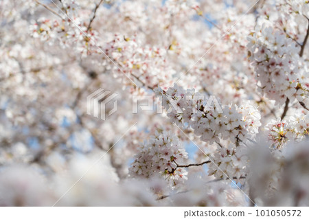 Cherry tree in full bloom Cherry tree in full bloom 101050572