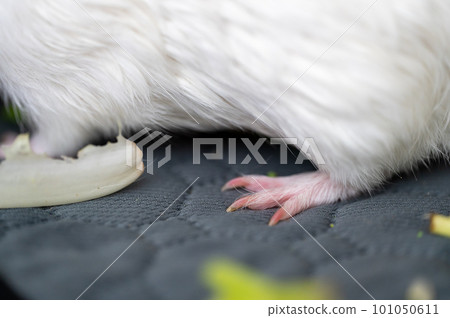 Selective focus on guinea pig nails on back paw.  101050611