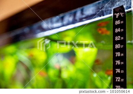 Selective focus on a fish tank thermometer mounted to glass edge with blurred fish in background Selective focus on a fish tank thermometer mounted to glass edge with blurred fish in background 101050614