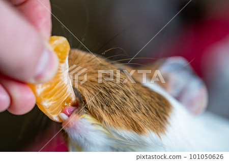 Guinea pig using front incisors to eat a tasty treat of an orange in held by hand.  101050626