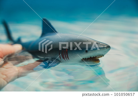 Great white shark plastic toy on the surface of a swimming pool Great white shark plastic toy on the surface of a swimming pool 101050657