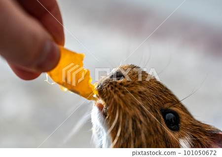 Guinea pig using front incisors to eat a tasty treat of an orange in held by hand. Guinea pig using front incisors to eat a tasty treat of an orange in held by hand. 101050672