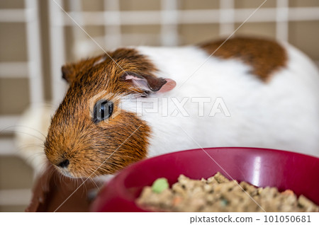 Guinea pig eating condensed fiber pellets from a food tray. 101050681