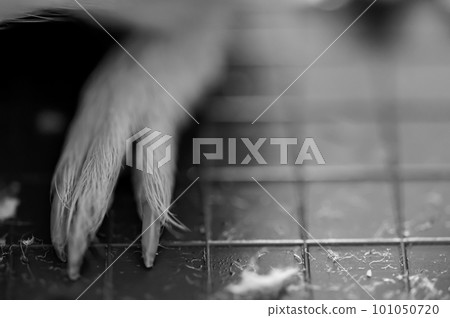 Selective focus on guinea pig nails on back paw. Selective focus on guinea pig nails on back paw. 101050720