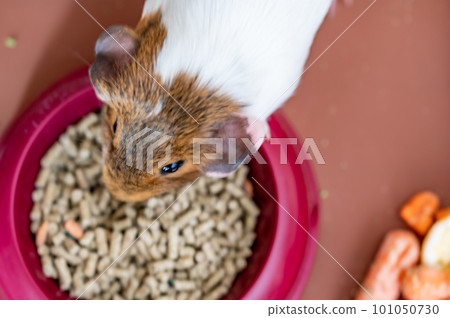 Overhead of a dish of small animal compressed high-fiber food pellets being eaten. Overhead of a dish of small animal compressed high-fiber food pellets being eaten. 101050730