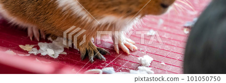 Selective focus on guinea pig nails on front paw.  Selective focus on guinea pig nails on front paw.  101050750