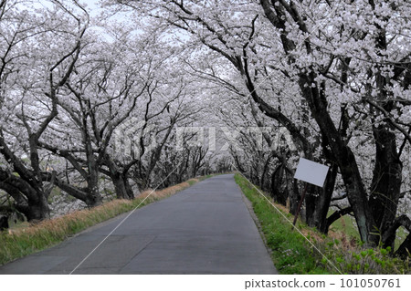 Road where the cherry blossom runs 101050761
