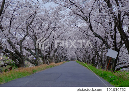 Cherry blossom tunnel and path in full bloom 101050762