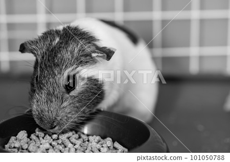 Guinea pig eating condensed fiber pellets from a food tray. 101050788