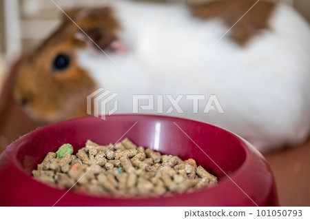 Guinea pig eating condensed fiber pellets from a food tray. 101050793