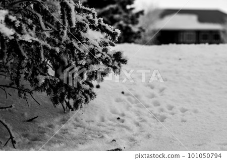 Selective focus on pine needles of an evergreen tree with Rabbit tracks in the snow underneath Selective focus on pine needles of an evergreen tree with Rabbit tracks in the snow underneath 101050794