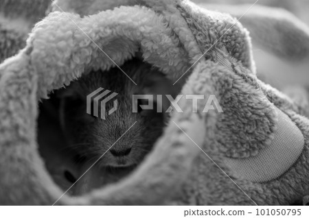 Guinea pig relaxing in a warm fleece hideout  101050795