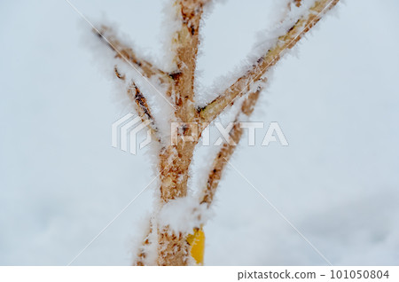 Damaged bark of a small fruit tree stripped by rabbits and small animals during the winter. 101050804