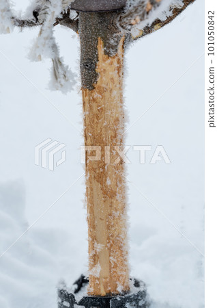 Damaged bark of a small fruit tree stripped by rabbits and small animals during the winter. 101050842
