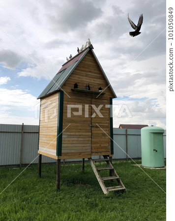 wooden pigeon house with pigeons sitting on the roof. 101050849