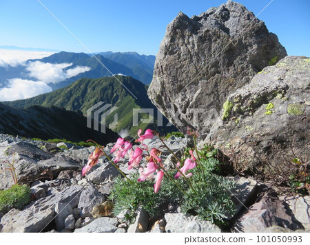 Traversing the Northern Alps in Midsummer 101050993