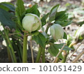 white christmas rose bud 101051429