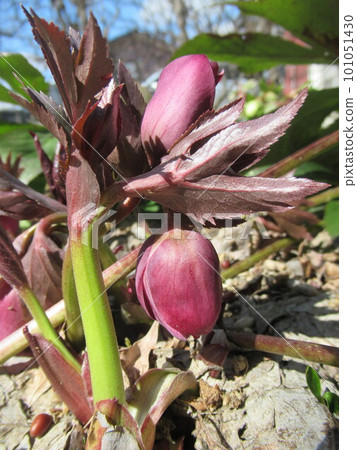 Christmas rose bud 101051430