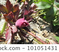 Christmas rose bud 101051431