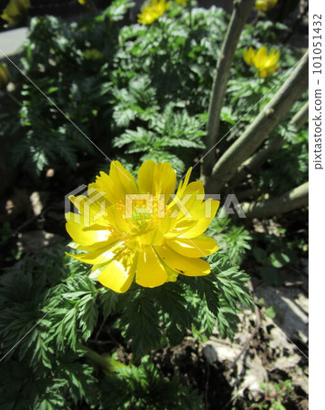 A flower of the deciduous flower heralding the arrival of spring 101051432