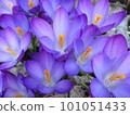 Crocus that announces the arrival of spring 101051433