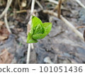 Hydrangea sprouting in spring 101051436