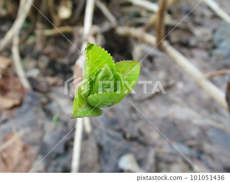 繡球花在春天發芽 繡球花在春天發芽 101051436