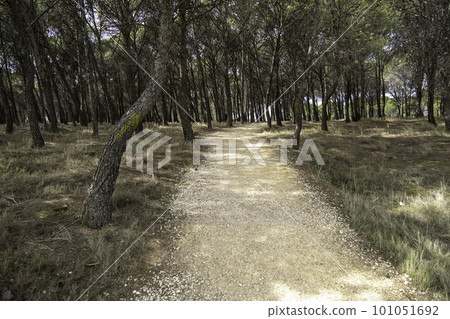 Country road in the forest 101051692