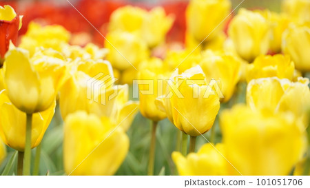 yellow tulips in the spring garden yellow tulips in the spring garden 101051706