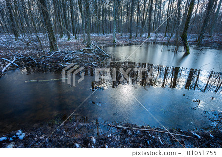Ice in the water in a wet snowy forest 101051755