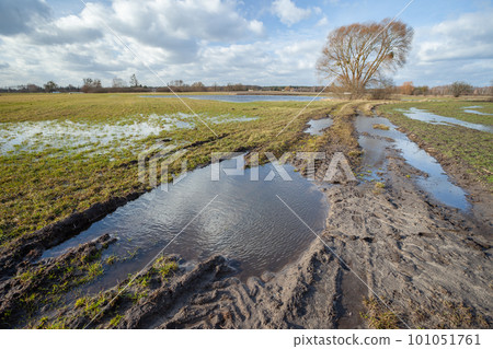 Puddles on a dirt road and meadow, a tree and clouds on the sky Puddles on a dirt road and meadow, a tree and clouds on the sky 101051761