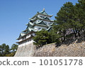Pine forest and Nagoya Castle looking up at the castle tower Pine forest and Nagoya Castle looking up at the castle tower 101051778