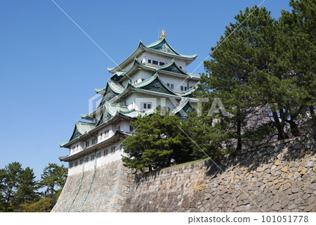 Pine forest and Nagoya Castle looking up at the castle tower Pine forest and Nagoya Castle looking up at the castle tower 101051778