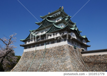 Castle tower and cherry blossoms looking up at Nagoya Castle Castle tower and cherry blossoms looking up at Nagoya Castle 101051779