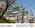 Cherry blossom festival in full bloomNagoya Castle Cherry blossom festival in full bloomNagoya Castle 101051780