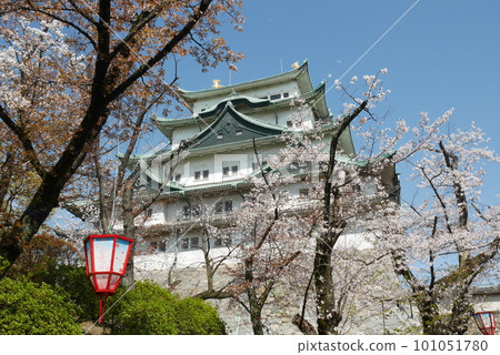 Cherry blossom festival in full bloomNagoya Castle 101051780